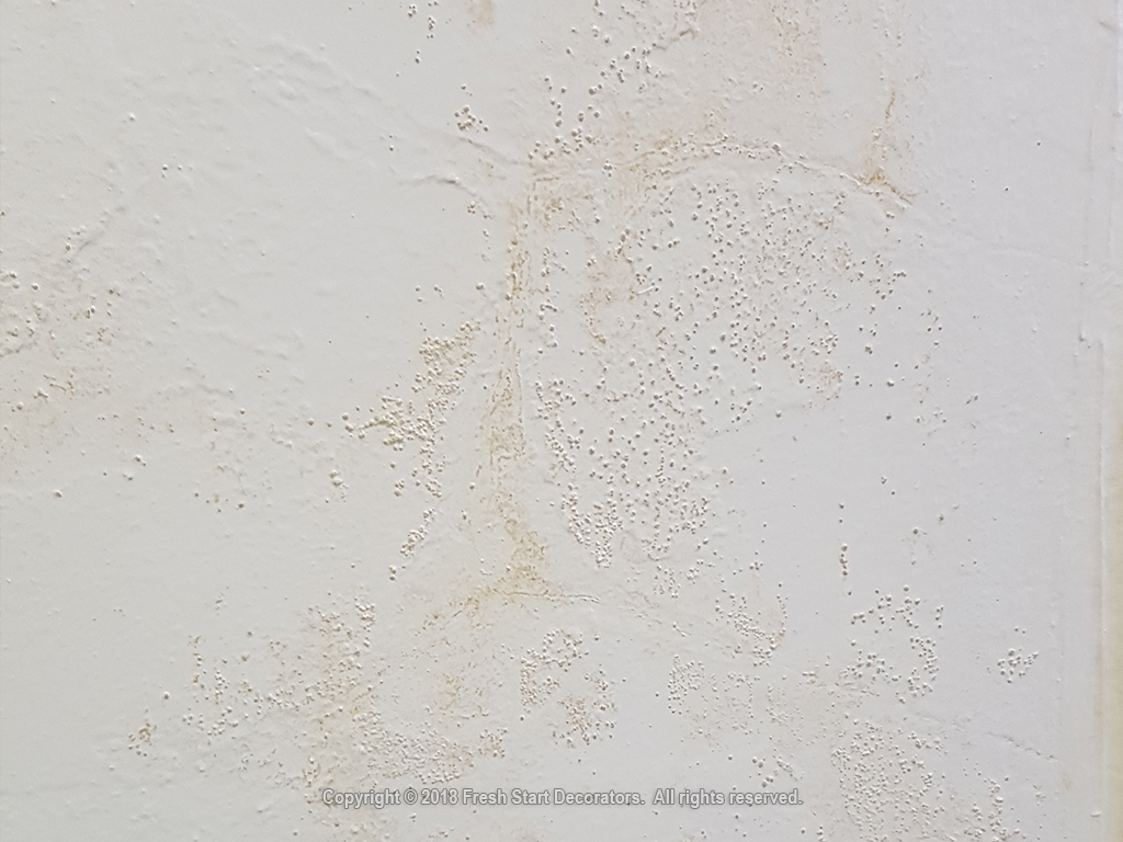 efflorescence wall paint stripped
